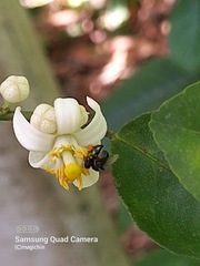 Frieseomelitta paupera