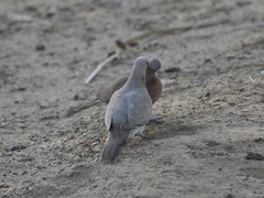 Streptopelia senegalensis