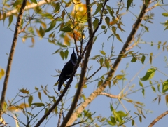 Cinnyris asiaticus