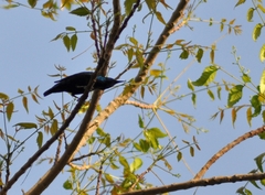 Cinnyris asiaticus