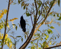 Cinnyris asiaticus