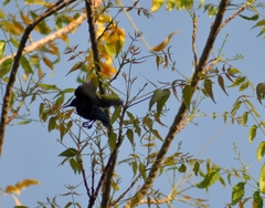 Cinnyris asiaticus