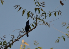 Cinnyris asiaticus