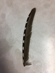 Tympanuchus phasianellus