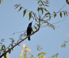 Cinnyris asiaticus