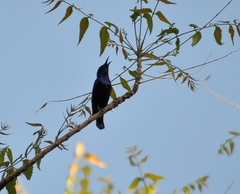 Cinnyris asiaticus