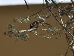 Pycnonotus leucotis