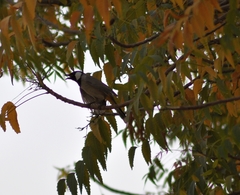Pycnonotus leucotis