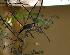 Pycnonotus leucotis