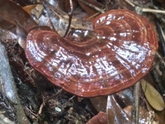 Cristataspora coffeata