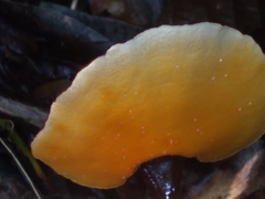 Cristataspora coffeata