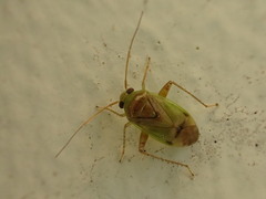 Micromimetus