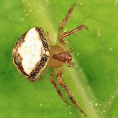 Araneus miniatus