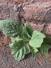 Borago