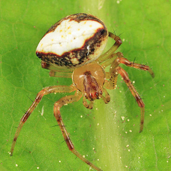 Araneus miniatus