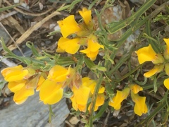 Genista tridentata