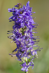 Veronica × schmakovii