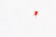 Balaustium