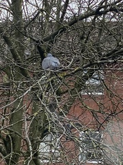 Columba palumbus