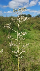 Eryngium eburneum