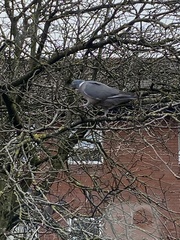 Columba palumbus