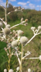 Eryngium eburneum