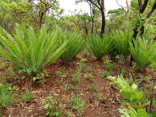 Encephalartos image