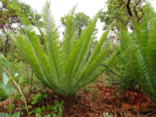 Nile cycad