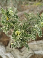 Anthyllis barba-jovis