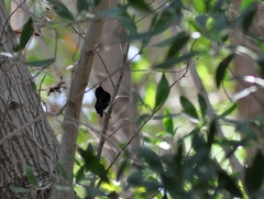Cinnyris asiaticus