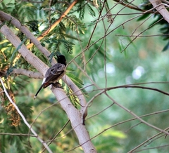 Pycnonotus cafer