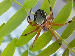 Araneus workmani