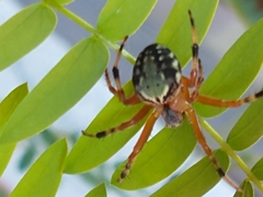 Araneus workmani