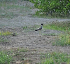 Vanellus indicus