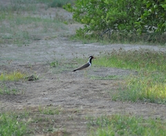 Vanellus indicus