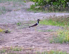 Vanellus indicus