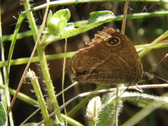 Pampasatyrus gyrtone