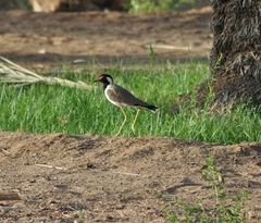 Vanellus indicus