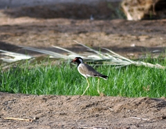 Vanellus indicus
