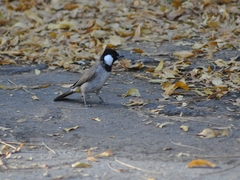Pycnonotus leucotis