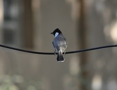 Pycnonotus leucotis