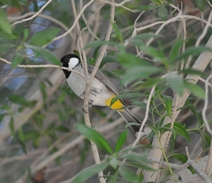 Pycnonotus leucotis