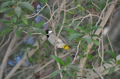 Pycnonotus leucotis