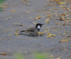 Pycnonotus leucotis