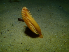 Sarcoptilus shaneparkeri