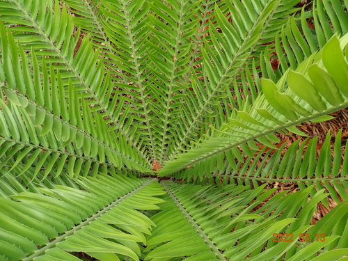 Nile cycad
