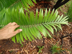 Encephalartos septentrionalis image