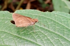 Hesperiidae