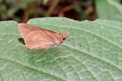 Hesperiidae