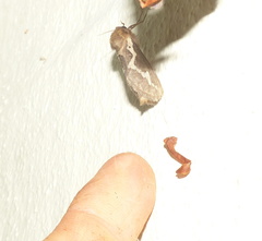 Eudalaca exul